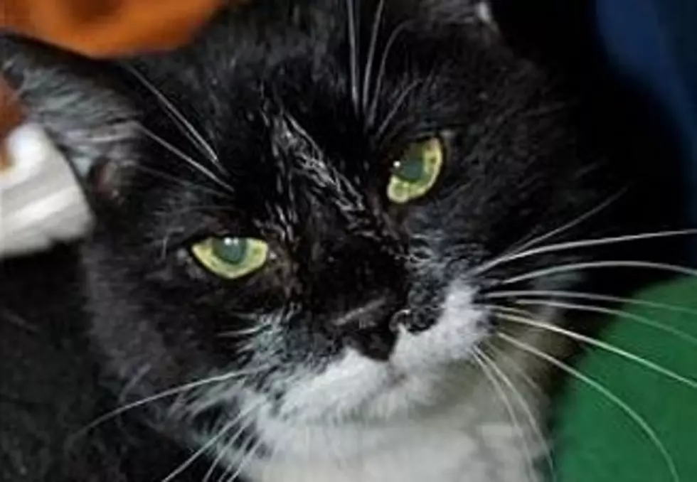 Mardi Lost Her Owner And Need A New Home Animal Allies Pet Of The Week