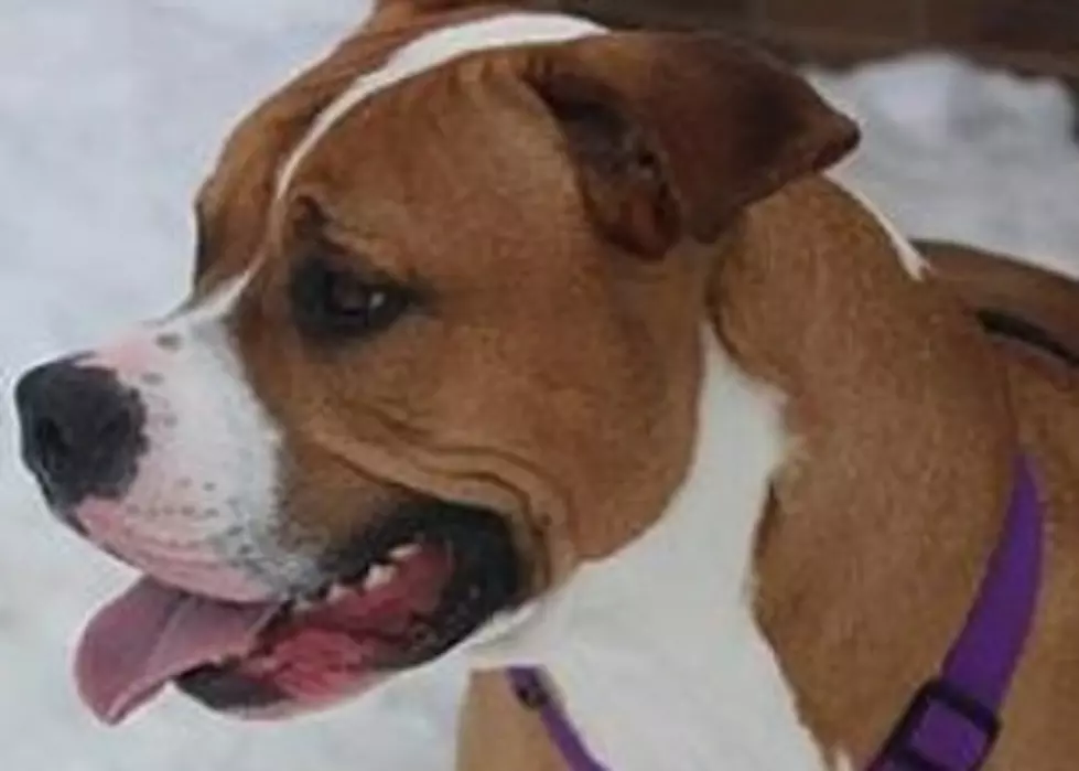 Animal Allies Pet Of The Week, Bently, Just Wants To Love And Be Loved