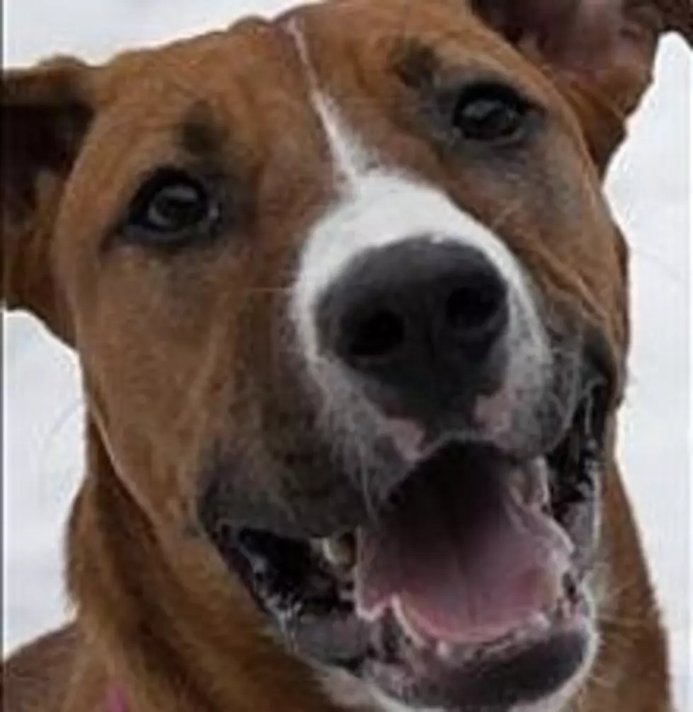 Staffordshire Terrier Sounds Stuffy, Animal Allies Pet Of The Week Is Laid Back