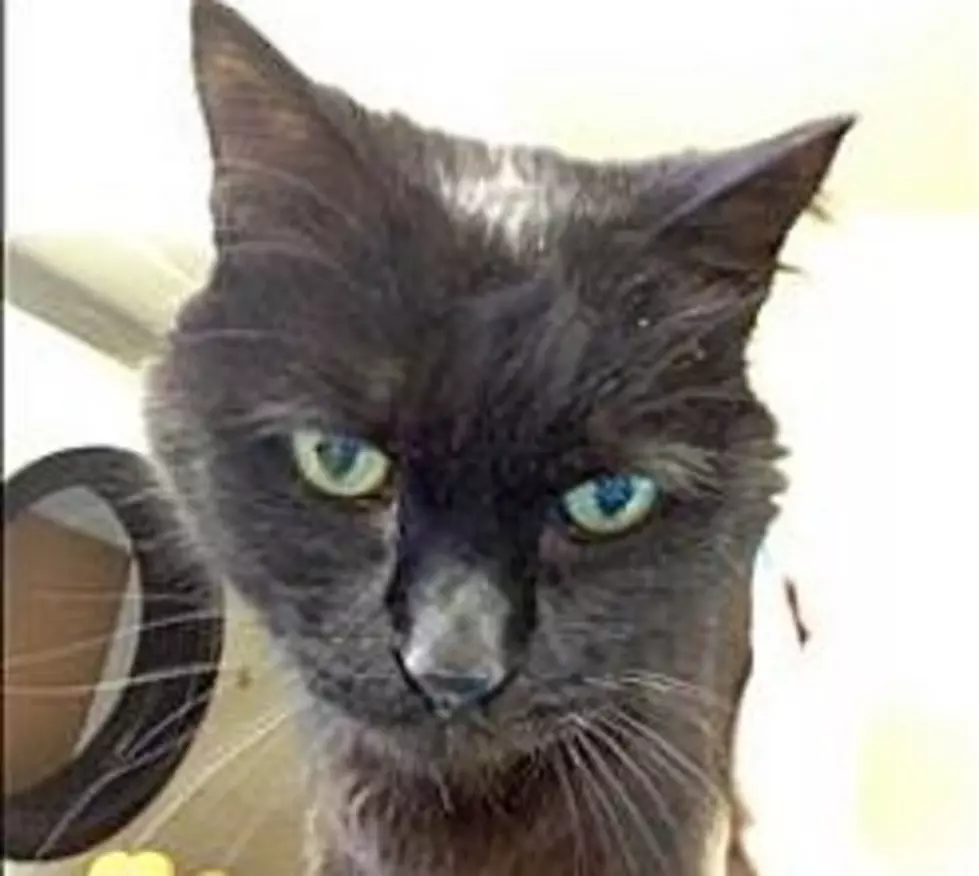 Panther Is A Mature Cat For A Loving Home, Animal Allies Pet Of The Week