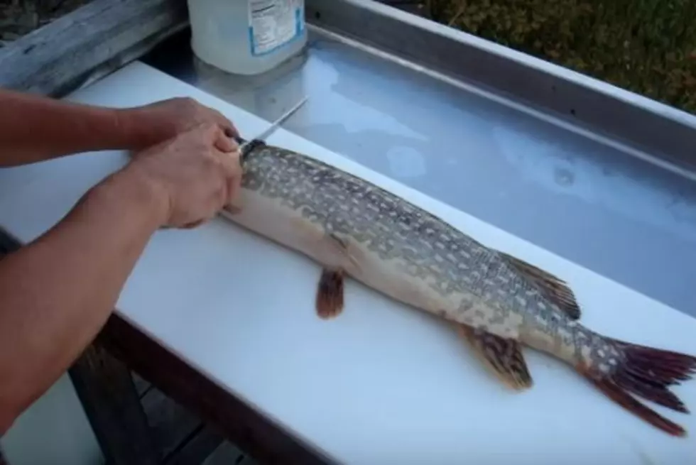 Here’s A Clever Trick To Clean The Y Bones On A Northern Pike