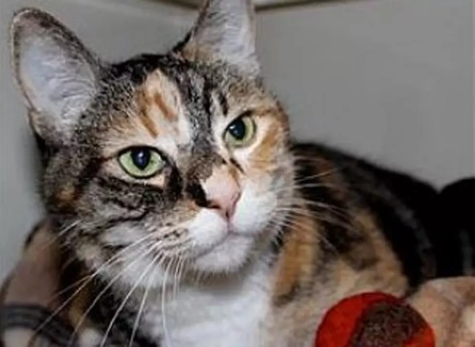 It&#8217;s A Cat Sale, Animal Allies Special Adoption Fee For Cats, Meet Callie
