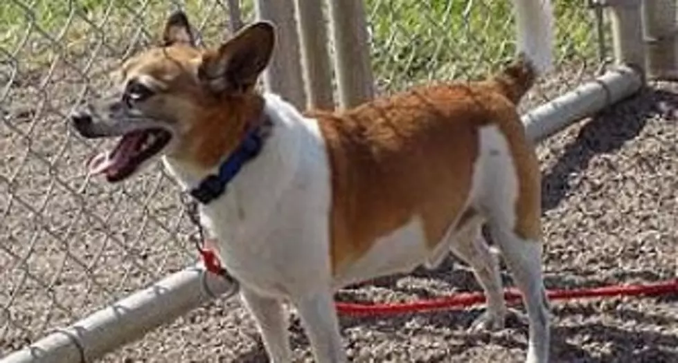 Harold Is A Positive Dog With A Sweet Disposition, Animal Allies Pet Of The Week