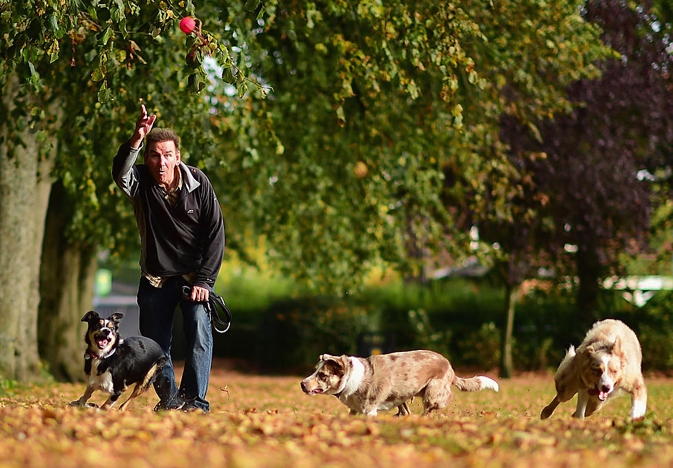 Maintenance At Duluth Dog Parks Will Cause Closures