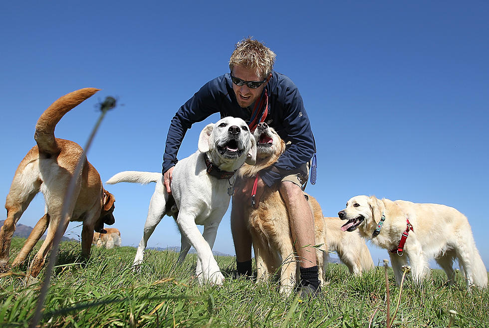 Jean Duluth Dog Park Expected to Reopen Today