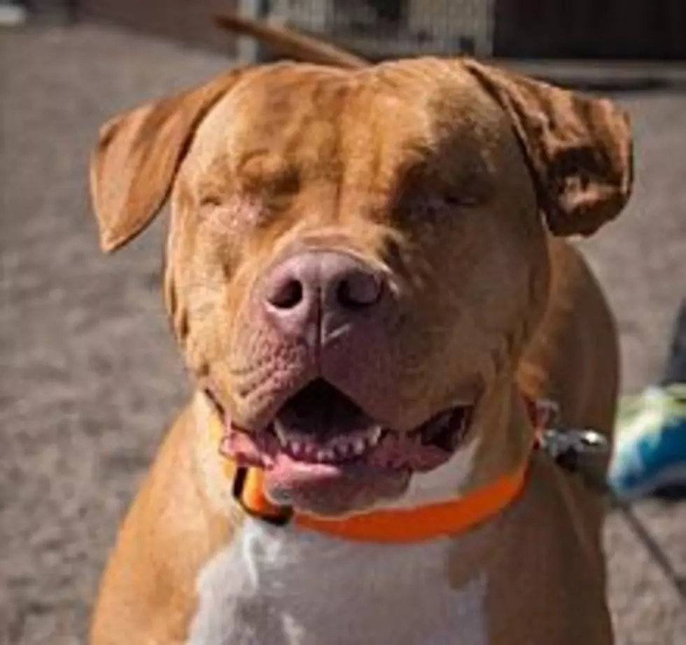 Animal Allies Pet Of The Week Needs His Owners Touch For Forever Home