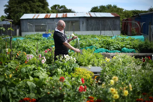 Duluth Community Garden Program Makes It Easy To Get Planting This Summer