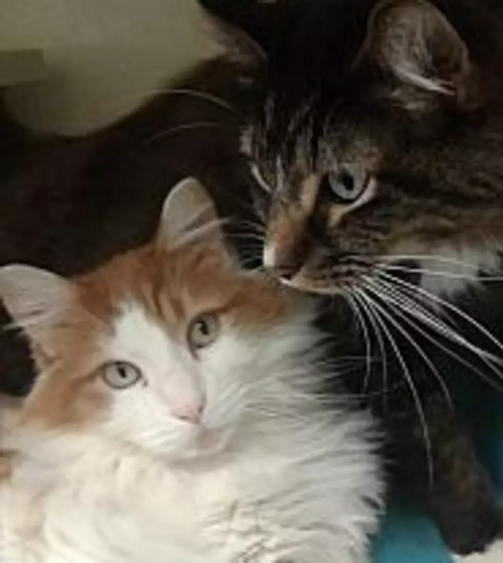 Two Buddies Looking For Forever Home, Animal Allies Pets Of The Week