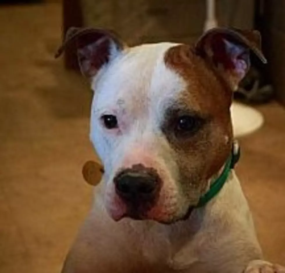 Zeke Wiggles A Lot For A Forever Home, Animal Allies Pet Of The Week.