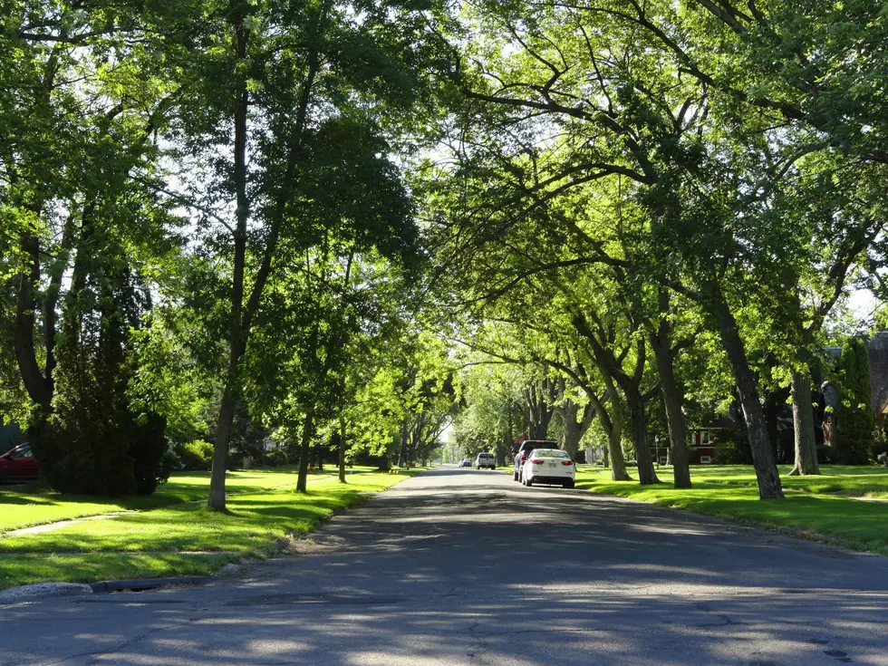 City Of Superior Searches For Largest Tree