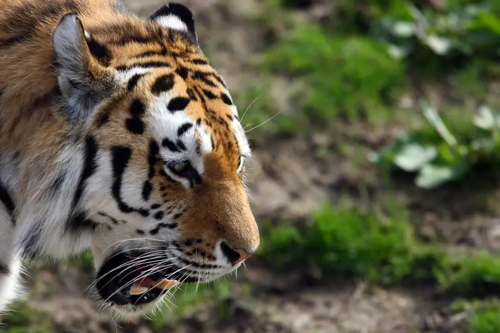 Zoo Tots Gives Activity Option For Parents With Toddlers