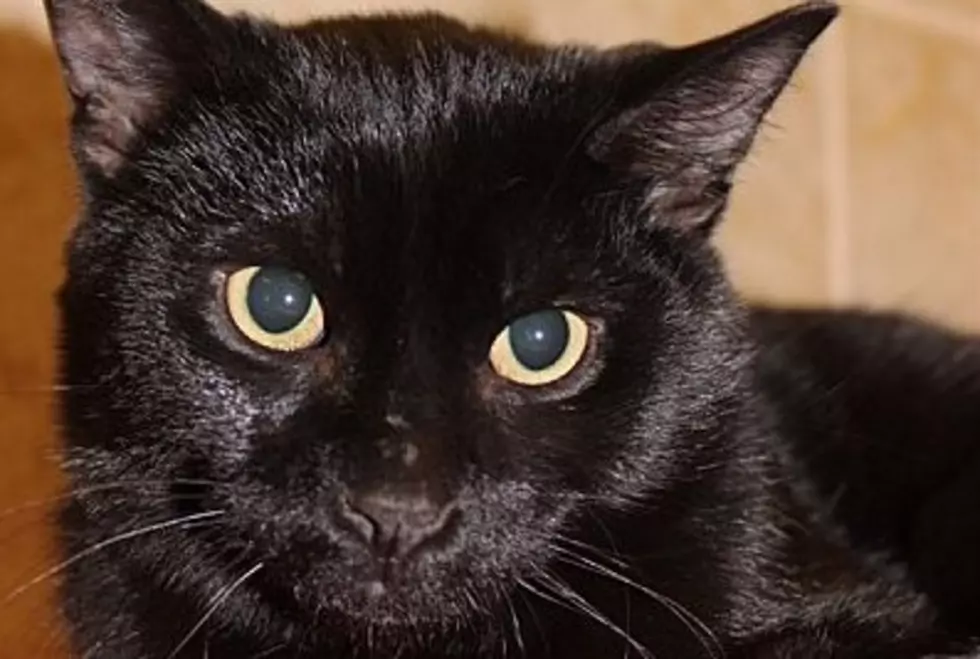 Scampi Is A Black Cat That Wants To Cross Your Path