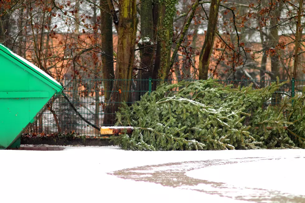 Where Can I Recycle My Christmas Tree In Duluth?