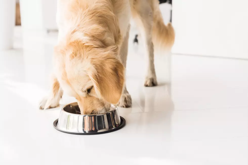 Dog Foods Recalled Due To Vitamin D Toxicity