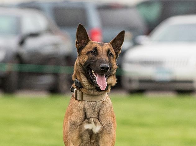 Duluth Police To Hold Memorial For Fallen K9 Haas