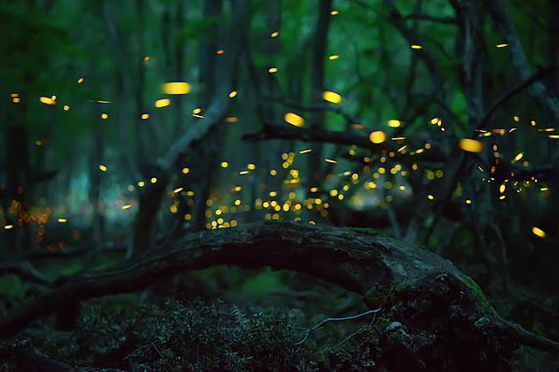 Fireflies Could Soon Be Extinct
