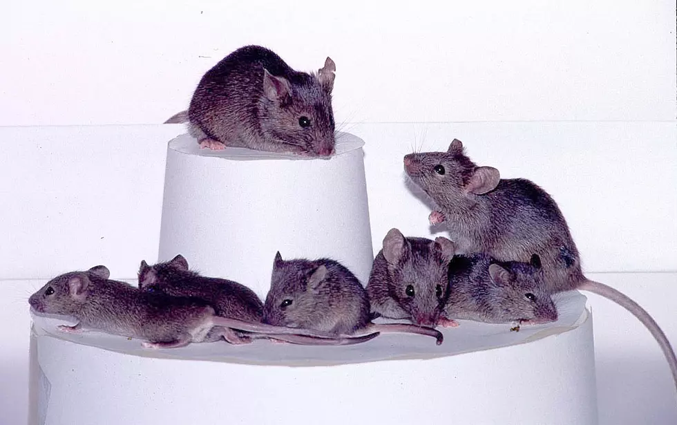 Having Trouble With Mice, Take These Steps, Build  A Humane Trap