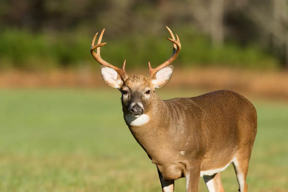 Wisconsin Aims To Collect 24K Samples For Chronic Wasting Disease Testing