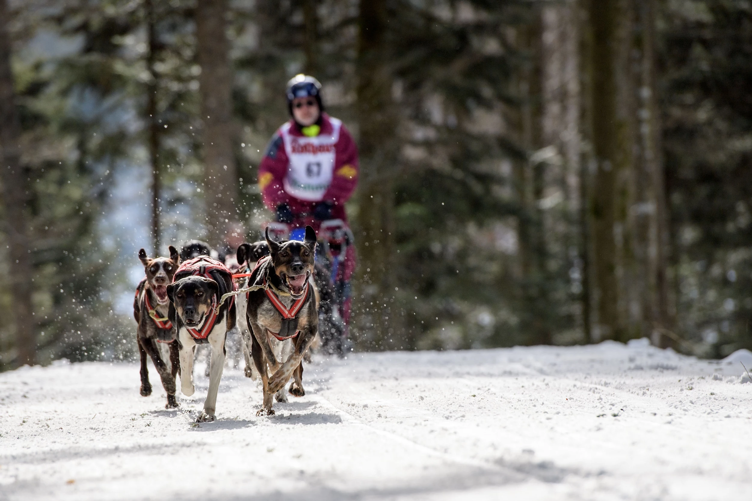 2023 John Beargrease Sled Dog Marathon Race Week Events Unveiled
