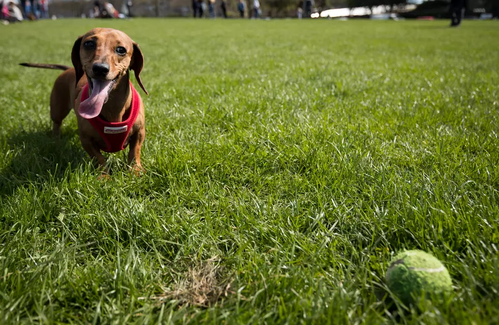 Jean Duluth And Keene Creek Dog Parks Close