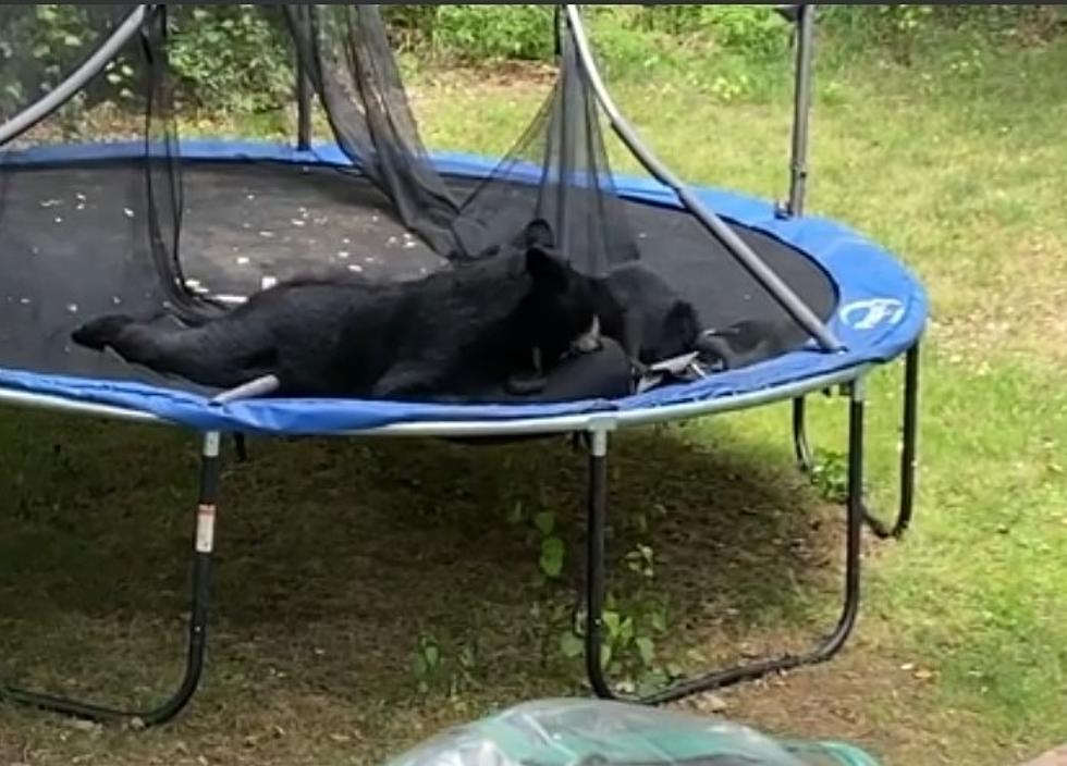 WATCH: Bouncing Bears Have A Good Time On Hermantown Trampoline