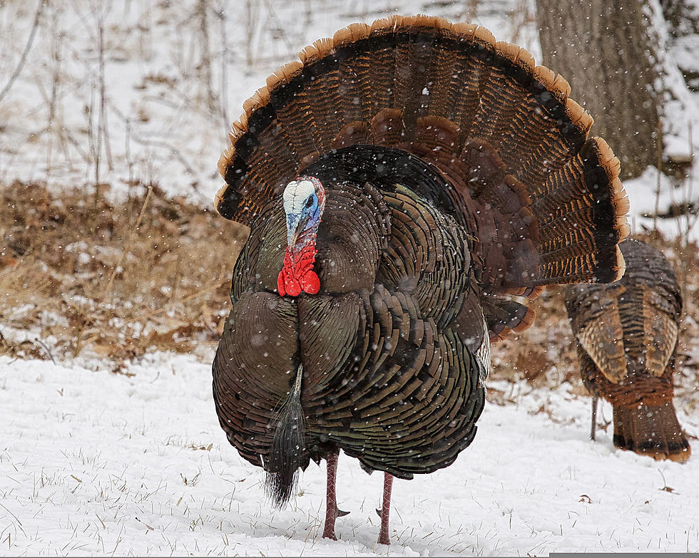 Why Are There So Many Wild Turkeys In Minnesota + Wisconsin?