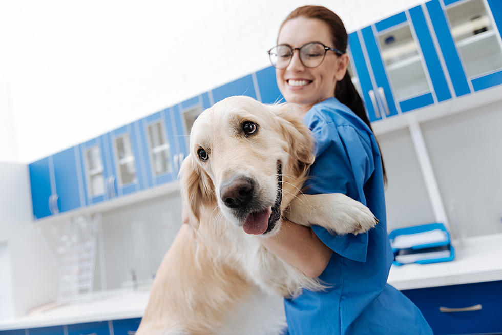 Duluth Fire + Duluth Veterinary Hospital Partner To Care For Pets In Emergencies