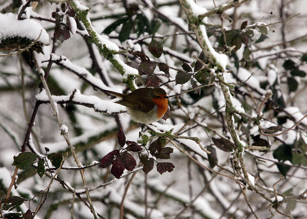 This Is The Week For Duluth-Area Christmas Bird Counts