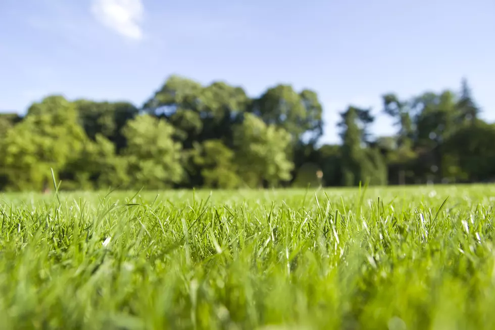closeup of mowed lawn in the park