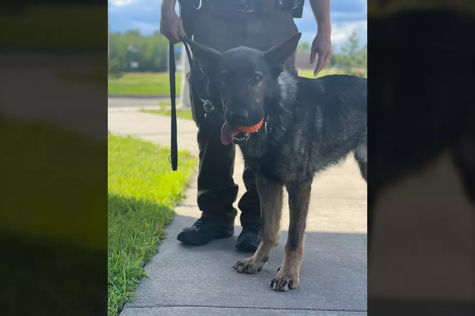 St. Louis County&#8217;s New K-9 Thor Debuts By Successfully Tracking Wanted Felon