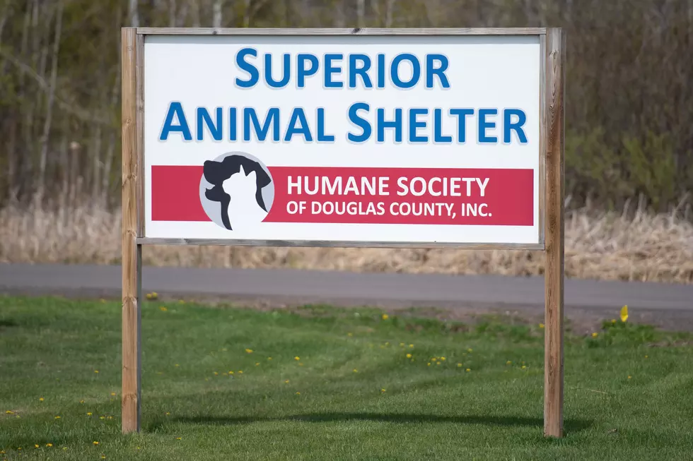 Douglas County Humane Society Plans Black Friday &#8216;Happy Catsgiving&#8217; Adoption Event