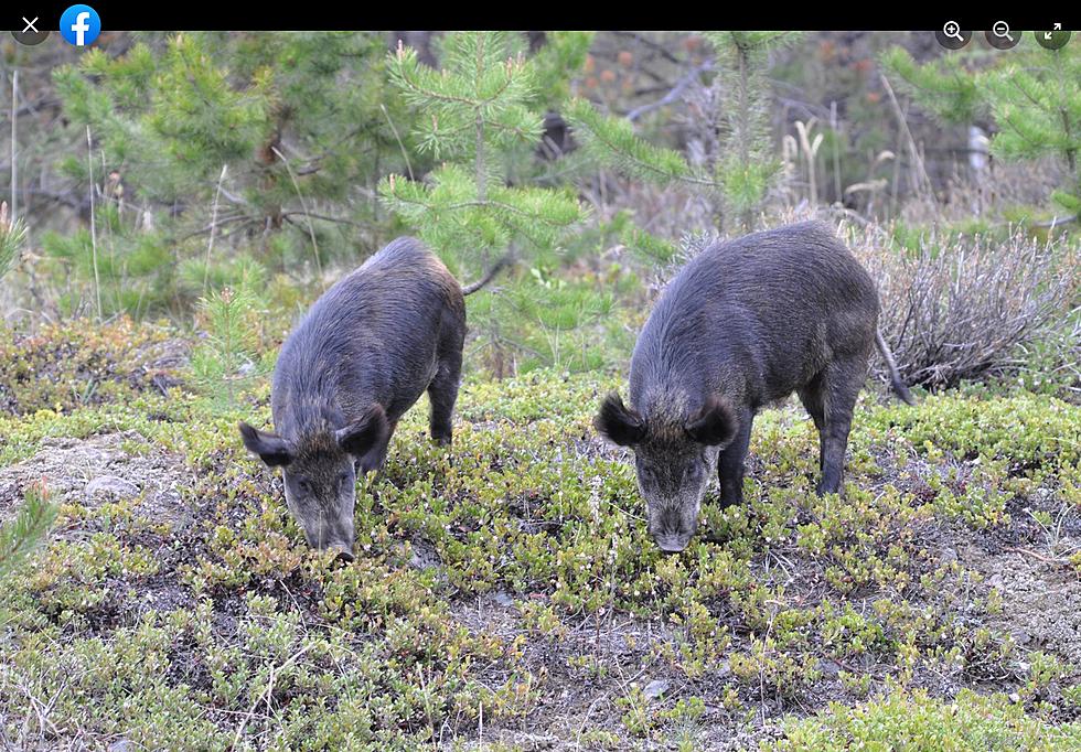 Who Had &#8220;Invasion of Canadian Super-Pigs&#8221; On Their 2023 Bingo Card?