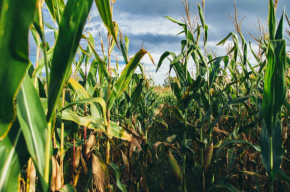 Crazy-Hot: Did “Sweaty Corn” Make It Feel Like 125 Degrees in Iowa Last Week?