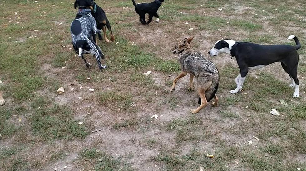 Minnesota Man Brings Pet Coyote To Dog Park, Chaos Ensues.