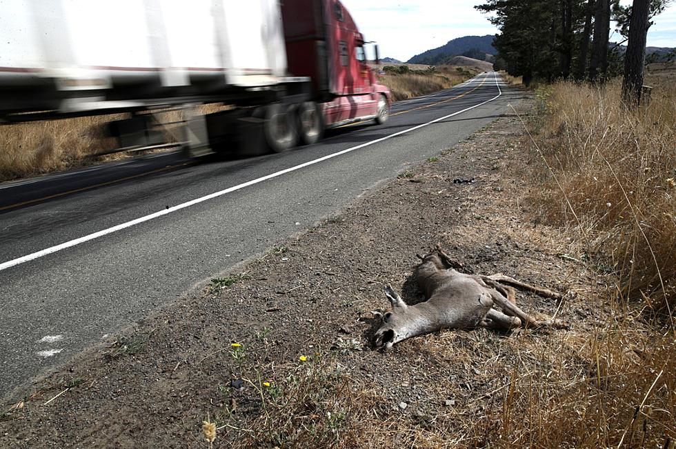 Strange Minnesota Roadkill Rules - Can You Take a Dead Deer Home?