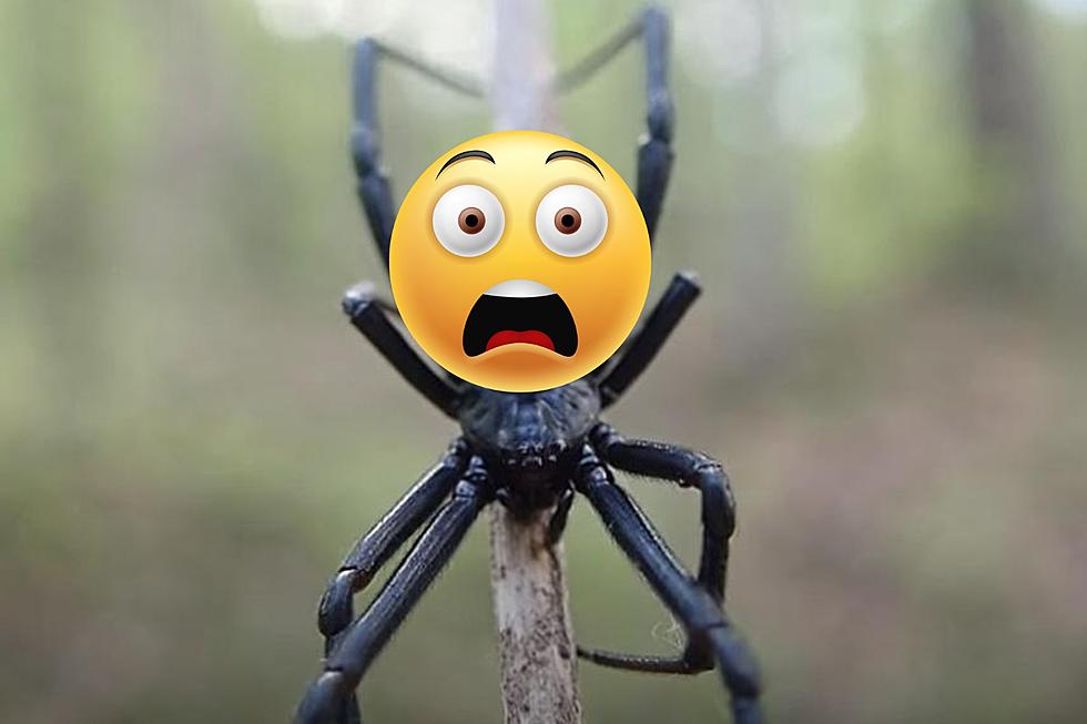 Creepy! Did You Know Minnesota Has A Spider That Is 15X More Venomous Than A Rattle Snake?