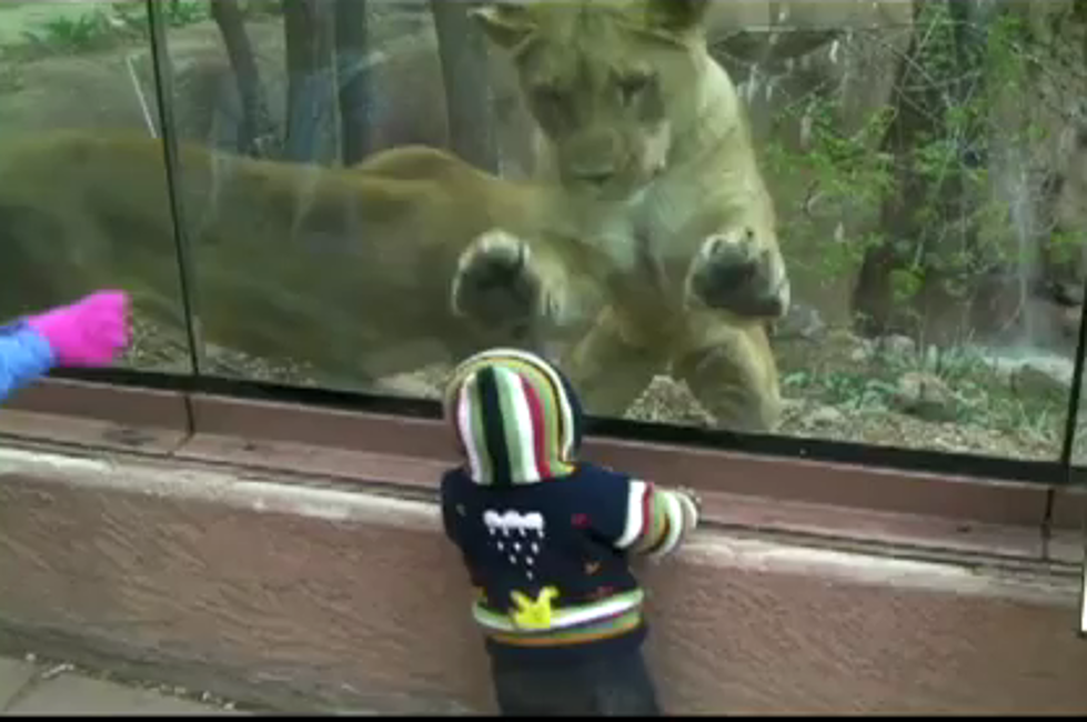 This Lion Really Wants to Play With or Eat This Baby, You Decide [VIDEO]
