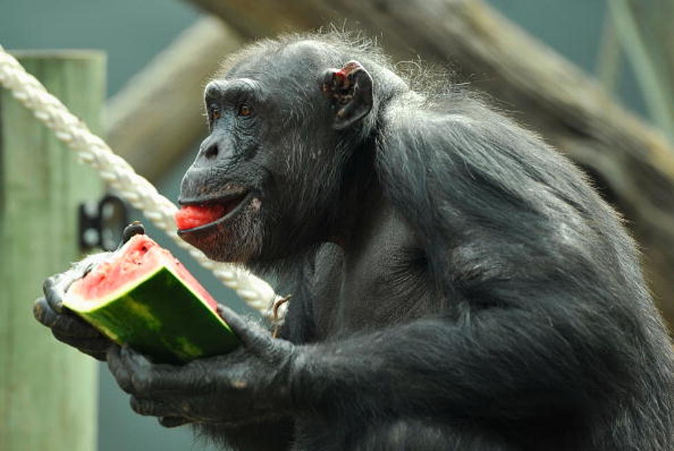 The List:5 Reasons Why We Should Worry About An Ape Revolution