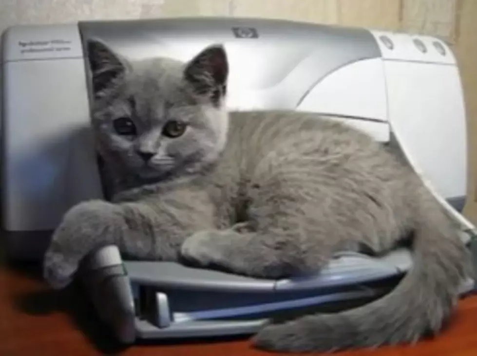 Kitten vs. Printer, Guess Who Wins? [VIDEO]