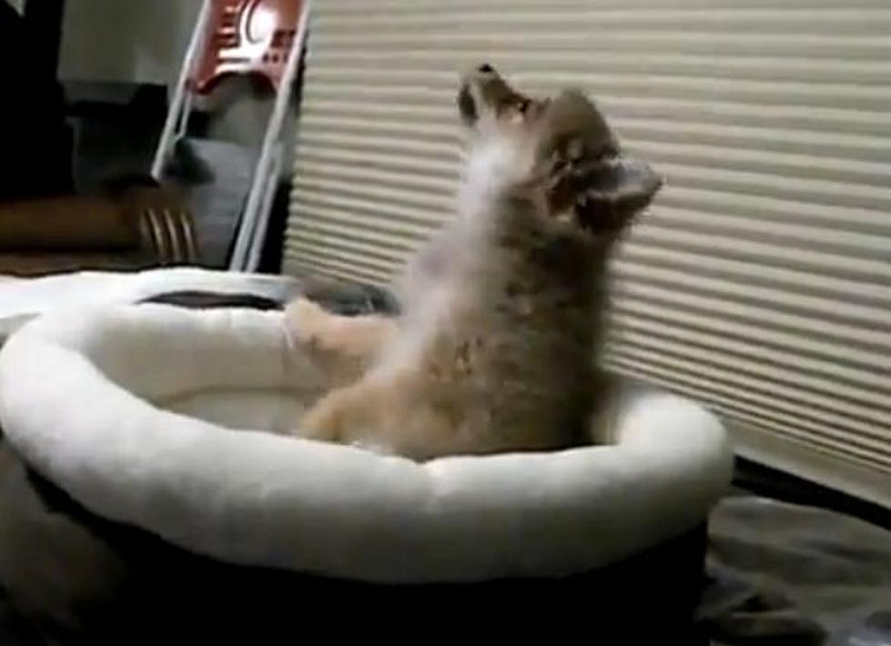 Puppy Howls After Hearing YouTube Video Of Wolves Howling [VIDEO]