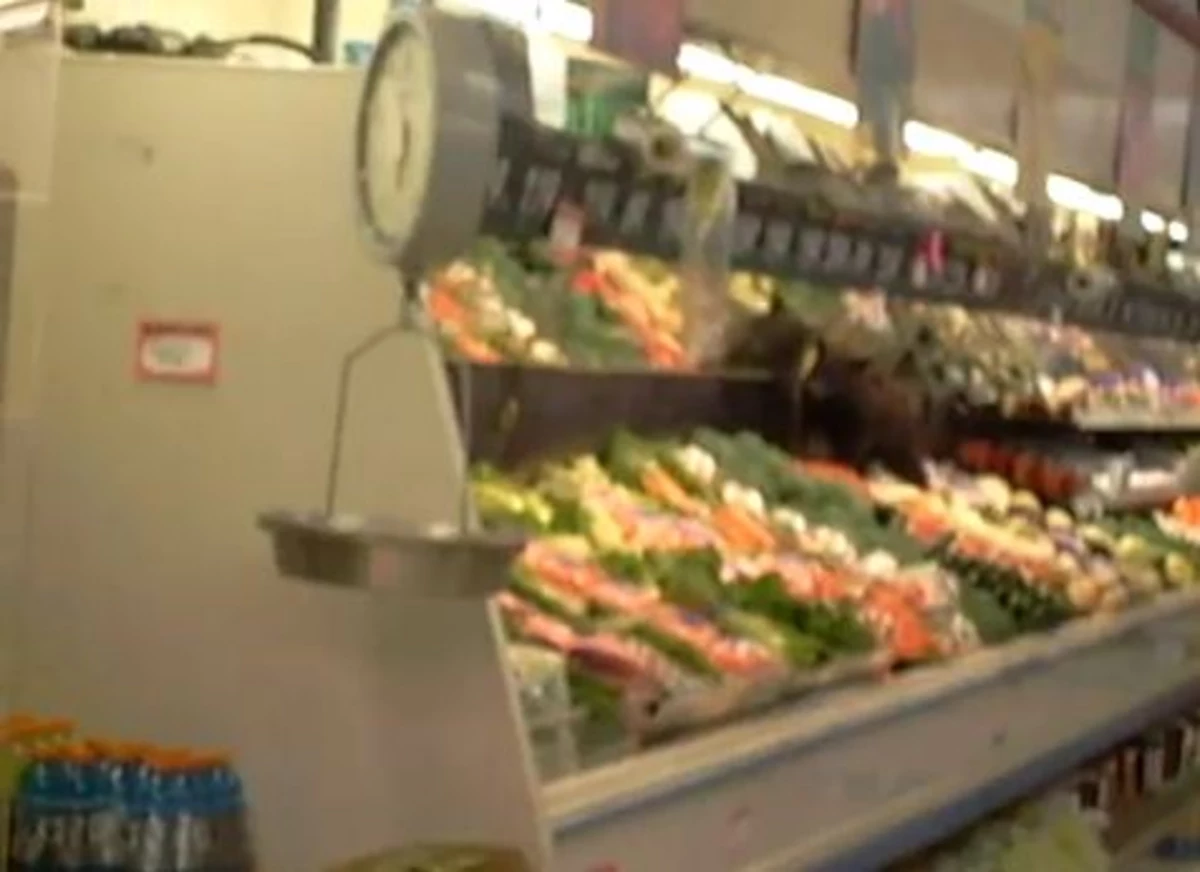 Black Bear Cub Invades Grocery Store [VIDEO]