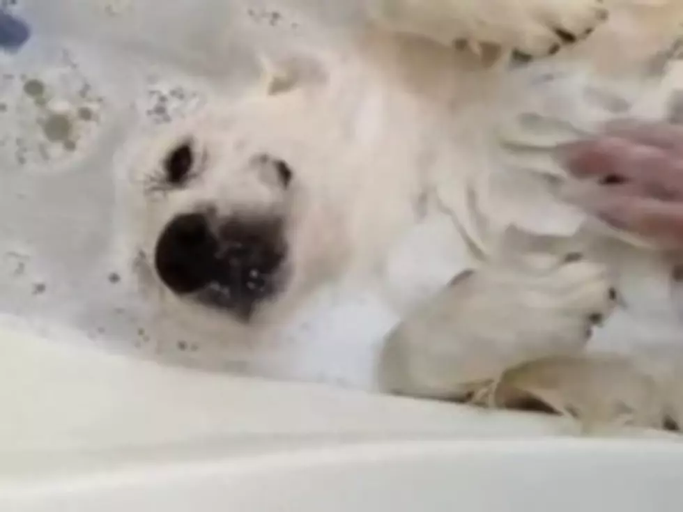 Dog in Heaven Enjoying a Bath and a Belly Scratch [VIDEO]