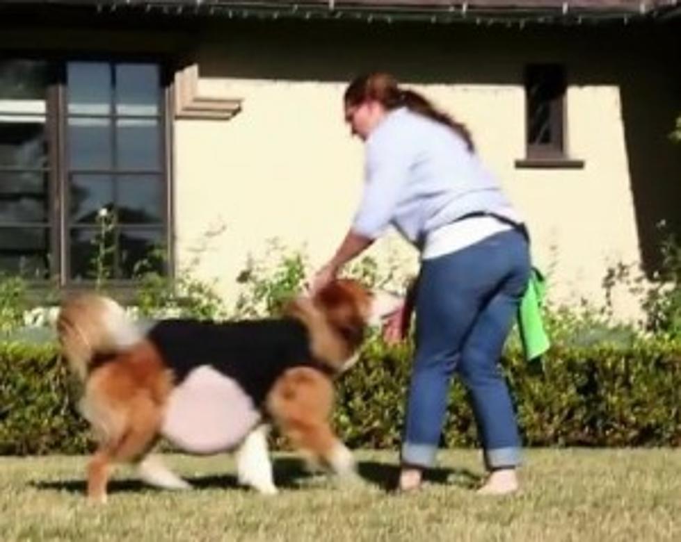 Dog Wears Fat Suit For The VW Star Wars Super Bowl Commercial [VIDEO]