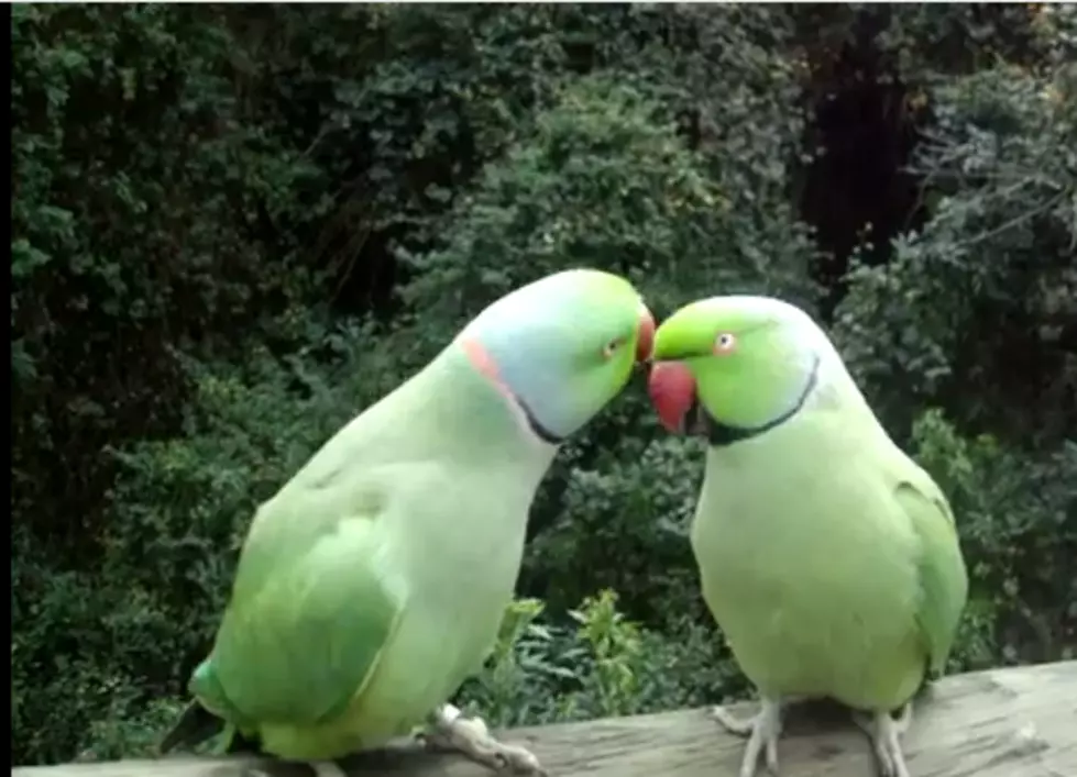 Real Life Love Birds [VIDEO]