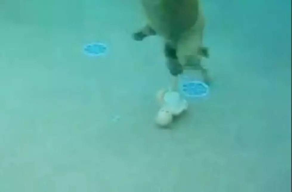 Dog Trained to Rescue a Baby Who’s Fallen Into a Pool [VIDEO]