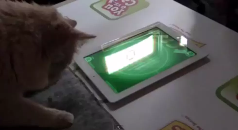 I-Pad Game To Play With Your Cat [VIDEO]