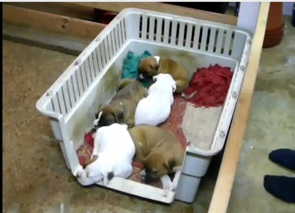 The Puppy Whisperer, Can Make Them Go To Sleep [VIDEO]