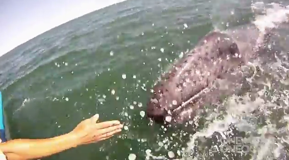 Hey Everybody It’s A Whale, Let’s Pet It! [VIDEO]