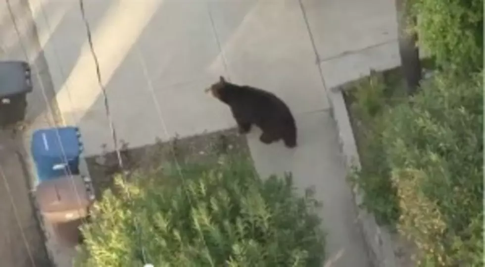 Man Runs Into Black Bear While Walking and Texting [VIDEO]