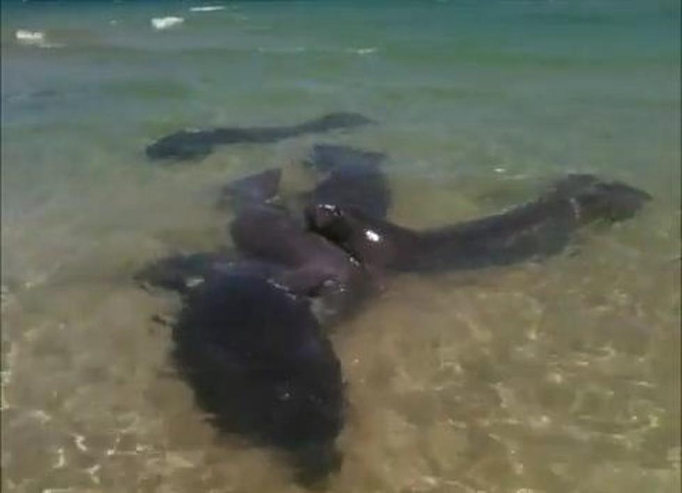 Manatees Make Surprise Stop on Florida Beach [VIDEO]